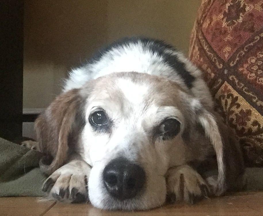 Benji